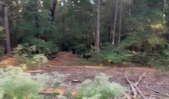 35 Simmons Dr, Camden, SC 29020