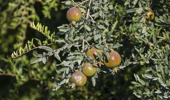 4617 Road 42, Alpaugh, CA 93201