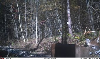 Watt Abbitt Rd, Appomattox, VA 24522
