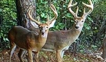 9030 HILLANDALE Dr, Auburn, AL 36830