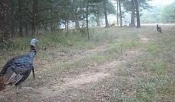 000 Hwy 105, Atkins, AR 72823