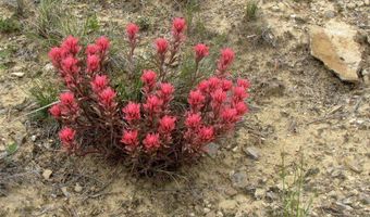 nhn Cottonwood Road, Bridger, MT 59014