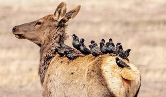 93 Copperleaf Dr, Cody, WY 82414