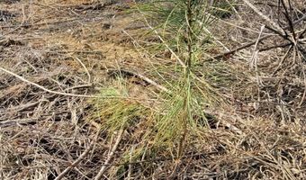 85 6+/- Acres County Road 2291, Booneville, MS 38829
