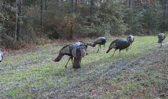 259 Forest Lake Rd, Beaumont, MS 39423