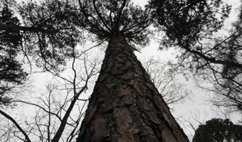 Long Branch Lane, Bee Branch, AR 72013