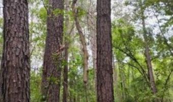 Double Pond Road, Blackville, SC 29817