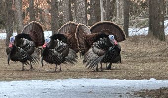 1054 W 13th Ln, Arkdale, WI 54613