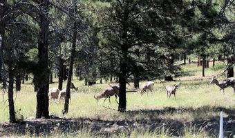 345 CR N3540, Concho, AZ 85924