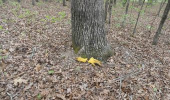 Long Branch Lane, Bee Branch, AR 72013