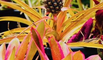 7953 Hana Hwy, Haiku, HI 96708
