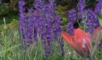 UPPER APEX Road, Black Hawk, CO 80422