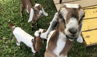 28-257 AKAKA FALLS Rd, Honomu, HI 96728