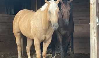 13009 NW 123RD Pl, Alachua, FL 32615