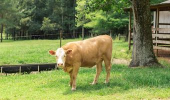 27050 County Road 70, Andalusia, AL 36421