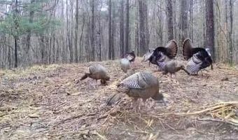 Pleasant Hill Road, Ashland, MS 38603