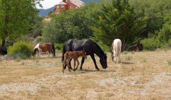 Sir Turner Drive APN # 095-01-711-034, Cold Creek, NV 89124