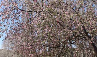 Tbd Mauer Drive, Bent, NM 88314