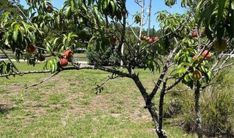 6803 NW 168TH St, Alachua, FL 32615