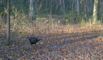 Whiskey Creek Lane, Batesville, AR 72501