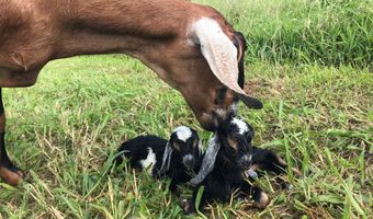 28-257 AKAKA FALLS Rd, Honomu, HI 96728