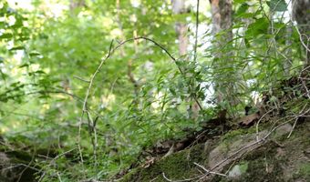 Whiskey Creek Lane, Batesville, AR 72501
