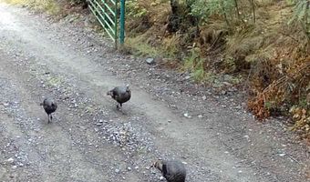 NKA Birdpoint Rd, Bonners Ferry, ID 83805