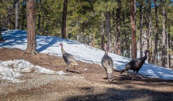 463 Chimney Dr, Bayfield, CO 81122