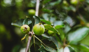 408 HAWKS NEST Dr, Baker, WV 26801