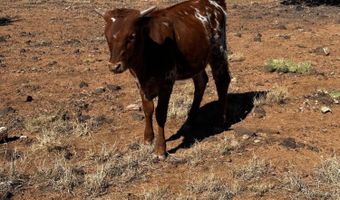 10777 Raging Crab Rd, Ash Fork, AZ 86320