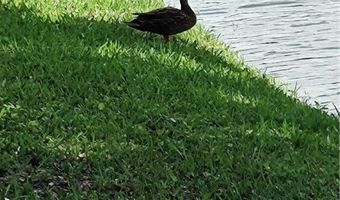 451 Papaya Cir, Barefoot Bay, FL 32976