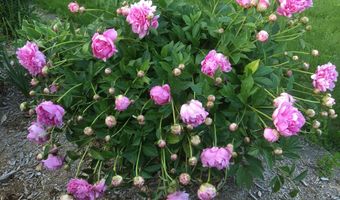 1214 E LINDBERGH St, Appleton, WI 54911