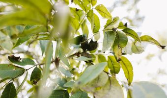 2778 SW Big Creek Dr, Bogue Chitto, MS 39629