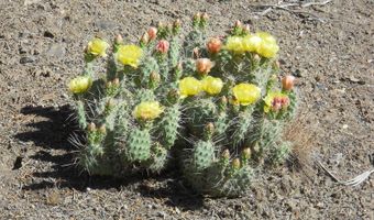 8210 Ml Crk Rd, Battle Mountain, NV 89820