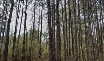 Orange Blossom Street, Andrews, SC 29510