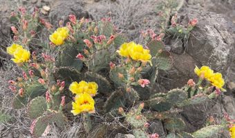 17330 Cedar Springs Rd, Alpine, TX 79830