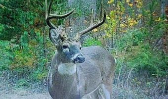 843 Wilson Mill Rd, Bassett, VA 24055