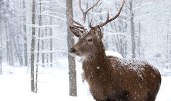 DEERFOOT AND PINETREE Road, Albrightsville, PA 18210