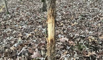 Black Hill Road, Bee Branch, AR 72013