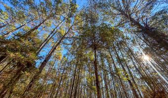 527 Forest Service Rd, Apple Springs, TX 75926