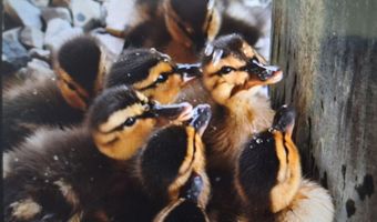 54 Beach Ave, Bayville, NJ 08721