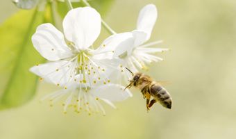 2313 Bee Orchard St, Apex, NC 27502