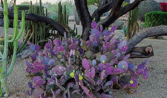 5520 E DESERT FOREST Trl, Cave Creek, AZ 85331