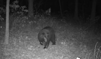 Whiskey Creek Lane, Batesville, AR 72501