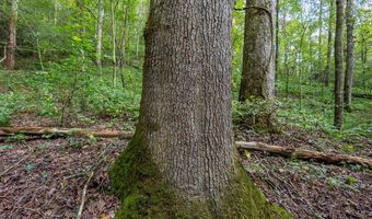 23 59 Ac Chestnut Flats Rd, Andrews, NC 28901