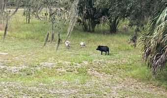 5559 SW 42ND Pl, Bell, FL 32619