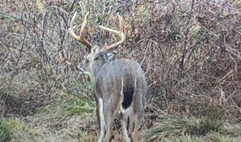 447 County Road 215, Abbeville, MS 38601