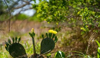 FM 735, Alice, TX 78332