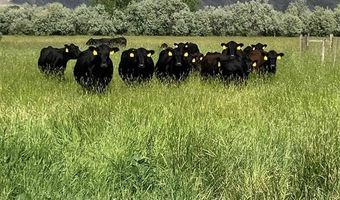 4127 Golf Course Rd, Basin, WY 82410