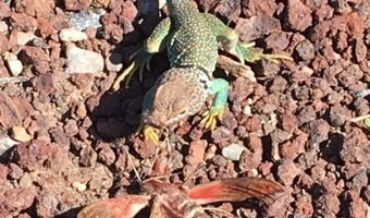 727 County Road 8500, Concho, AZ 85924